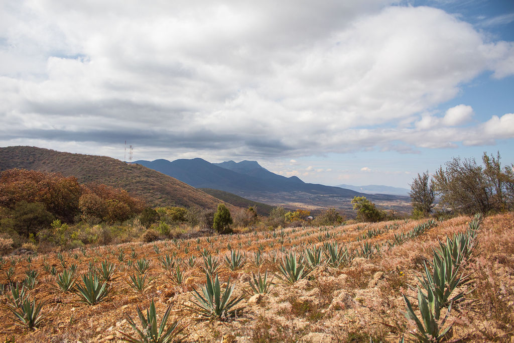 Campos de agave en Oaxaca