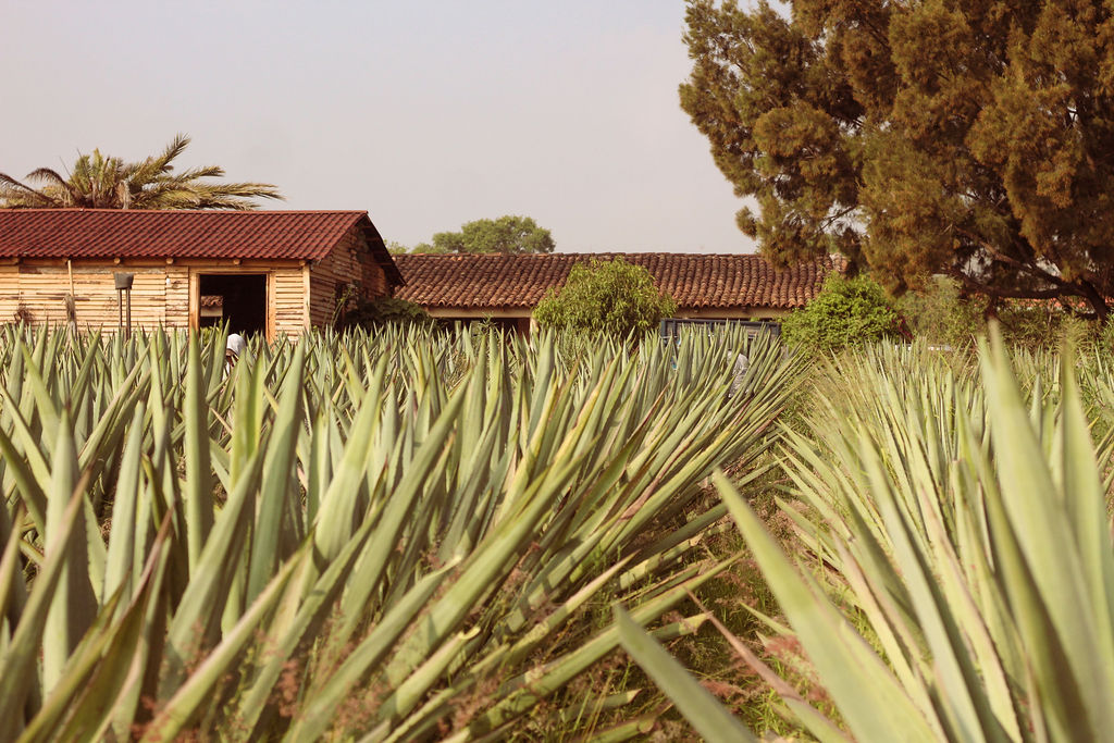 Nuestra esencia familiar