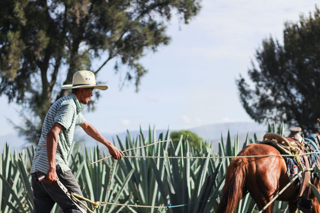 El arte del mezcal