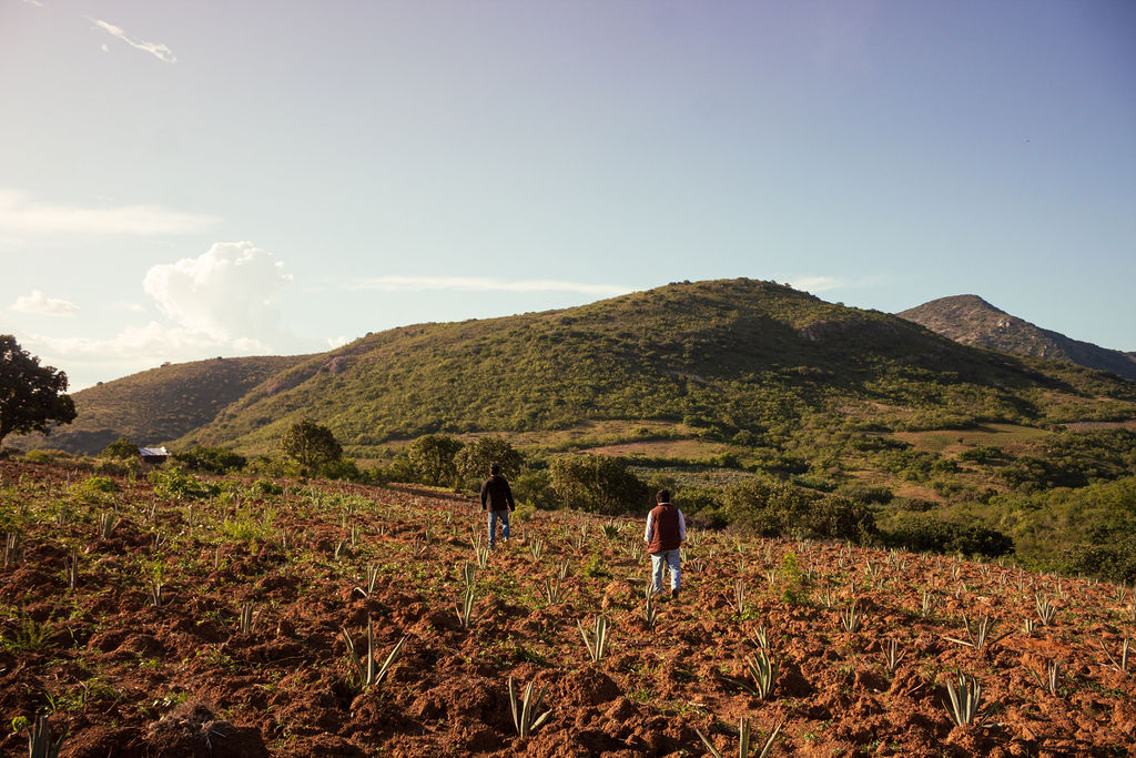 Familia trabajando en el campo de agave